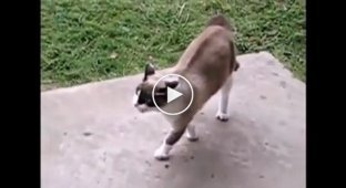 Aggressive cats attack dogs