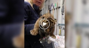 Ветеринары взвешивают тигрят