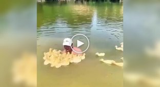 Каченята прийняли чоловіка за свою маму