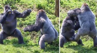 Two gorillas fighting over food (6 photos)