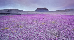 Цветущая пустыня (17 фото)