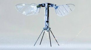 Инженеры создали робота-пчелу, летающую на солнечных батареях (3 фото + 1 видео)