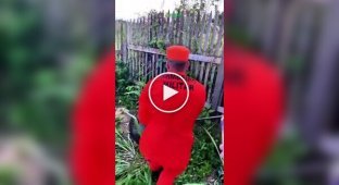 В Бразилии пожарные поймали во дворе дома анаконду