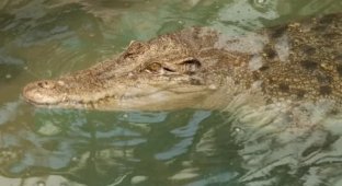 A river with crocodiles was chosen for the Australian Olympics (3 photos) (photo)
