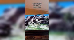 Настоящие эмоции: собака полностью погрузилась в сюжет фильма