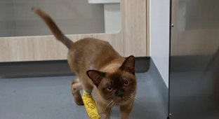 Кот выжил после того, как хозяин случайно постирал его в стиральной машине (2 фото + 1 видео)