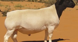 Dorper: “naked” sheep from Africa (6 photos)