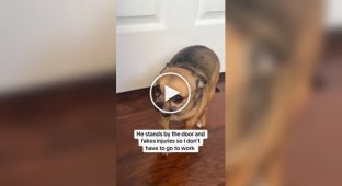 Хитрый песик притворяется больным