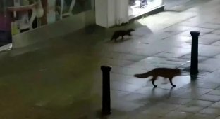 An otter and a fox strolled through the city at night (3 photos + 1 video)