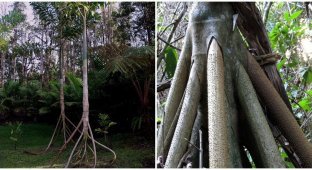 Strange "walking" palm tree (5 photos)