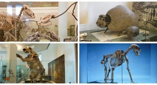 15 extinct giants that once roamed North America (17 photos)