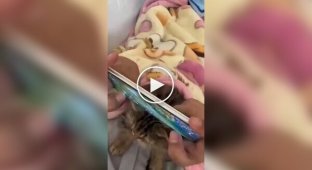 Самая милая подставка для смартфона