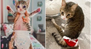 Пара спасла кошечку с параличом лапок - и подарила ей новую жизнь (17 фото)