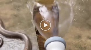 Королівська кобра приймає душ