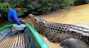 Indonesian fisherman has been friends with a crocodile for over 20 years (6 photos + 2 videos)