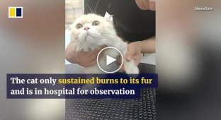 Cat miraculously escaped from burning apartment