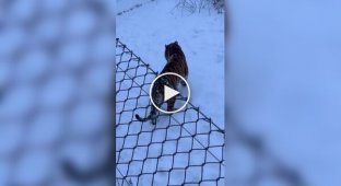 Невдала спроба тигра вмитися