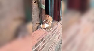 Кот пытается добраться до мыши