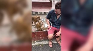 Обезьяны пристают к туристу