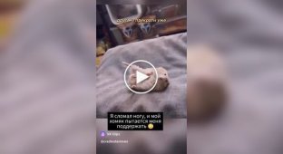 Поддержка от хомяка