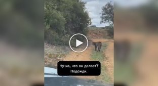 Схватка самцов редкой рыси