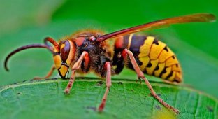 Шершні: чисте зло для людей, але без них бджоли вб'ють самі себе (7 фото)