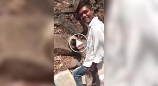 Мужчина оказался в сцене ревности двух обезьянок