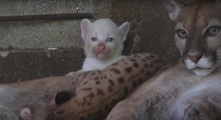 A completely white cougar was born. These are very touching shots (5 photos + 1 video)