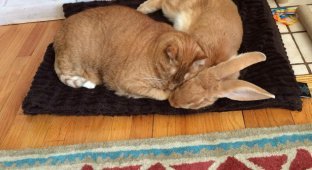 Удивительная дружба между кроликом и котом! (10 фото)