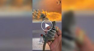 Ошейниковая игуана впервые увидела самку и устроила бурную реакцию