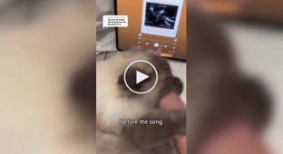 Angry cat falls asleep when he hears his favorite song
