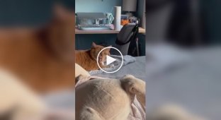 Реакция кошек на чих