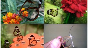 Greta oto – удивительная бабочка со “стеклянными” крыльями (25 фото)