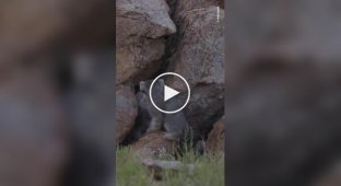 A photographer captured a large family of Pallas's cats