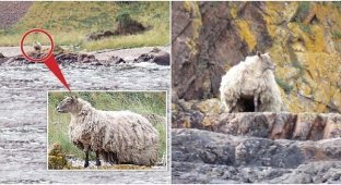 People are worried about an introverted sheep who lives in the mountains (6 photos)