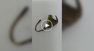 Павук, що прикидається сухим листом