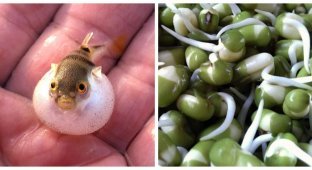 Puffer fish, bean sprouts and fiery peppers: TOP-10 most dangerous foods in the world (11 photos)