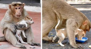 Интересная история об обезьяне, ставшей мамой для щенка (10 фото)