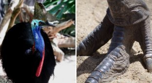 Экзотические животные, которые сохранили в себе черты динозавров (12 фото)