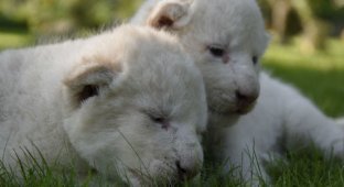 В крымском сафари-парке «Тайган» родились восемь белоснежных львят (6 фото)