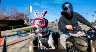 Дог со своим хозяином колесит по Калифорнии в коляске мотоцикла "Урал" (9 фото + 2 видео)