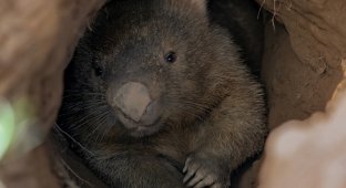 Wombat: it lays down “cubes” and can kill with an attack from behind (13 photos)
