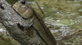 Илистый прыгун: Наглядный пример эволюции. Рыба приспособилась жить на суше и даже залезает на деревья! (7 фото + 1 видео)