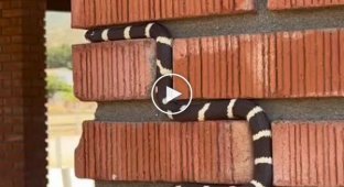 natural snake