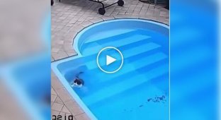 A cat caused a drama in the pool until he remembered he could Swim