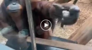 The female orangutan asked the woman to show the baby