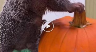 Baby porcupine tastes pumpkin for the first time