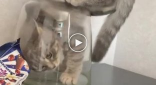 Котенок решил изучить вазу и еще раз доказал, что коты — это жидкость