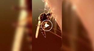 Незвичайний факт про комарів