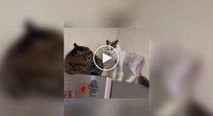 Коти, що пережили похід до грумера